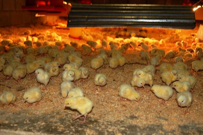 Sådan Feed Weekly Broiler Chicks