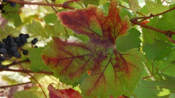 Chlorose forlader foto