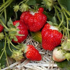 Hvilken rolle spiller gødning for jordbær i efteråret?
