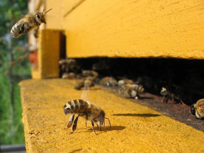 apiary i Leningrad regionen 