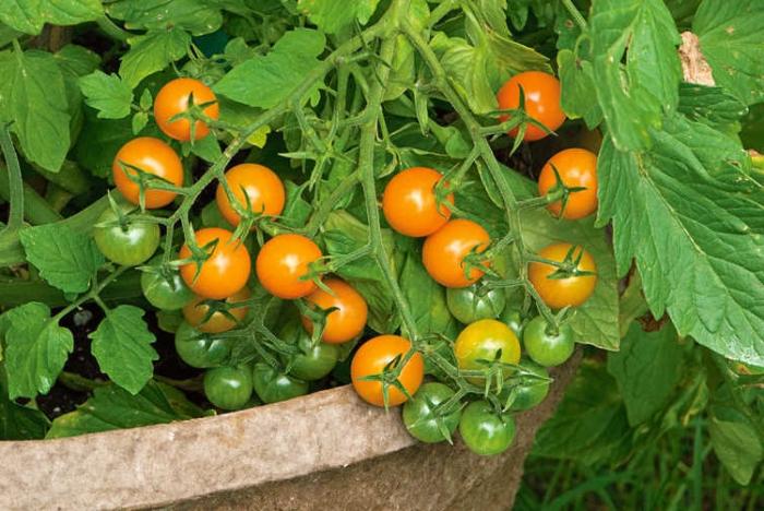 Hvorfor falder tomatblomster? Hovedårsagerne