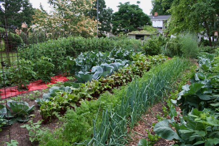 Crop rotation i haven. Hvad så kan du plante i haven