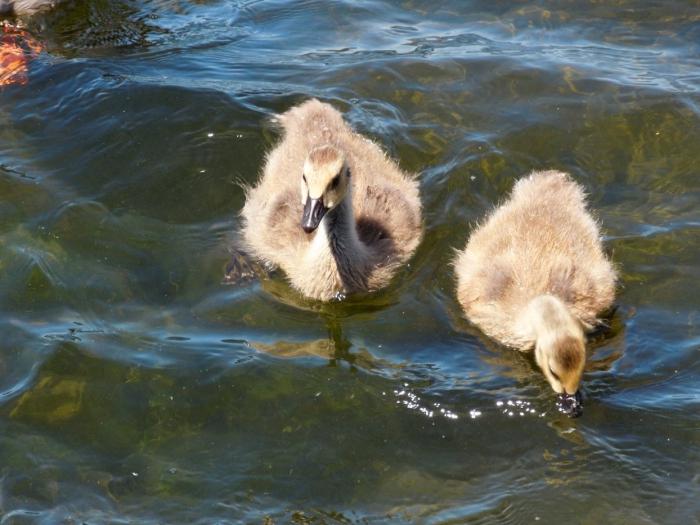 voksende goslings hjemme