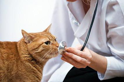 abscess i en kat antibiotika