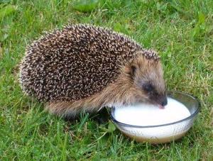 Hvad hedgehog spiser derhjemme 