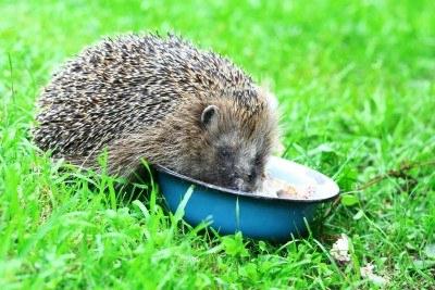 Hvad spiser hedgehogen hjemme og i naturen?