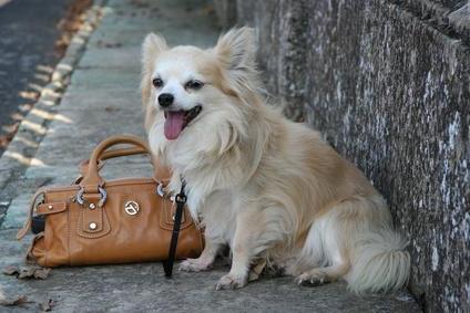 chihuahua longhair foto