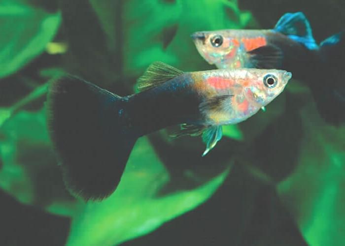 akvarie fisk guppy avl