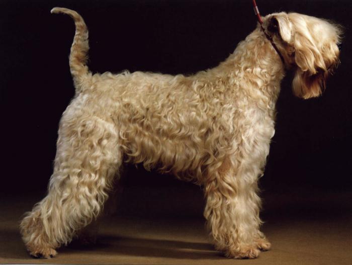 Irske terrier. Irish Wheaten Coated Terrier