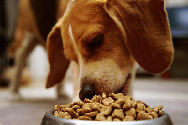 kost mad til hunde bakker