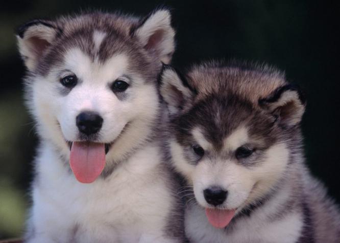 Alaskan Malamute og Husky