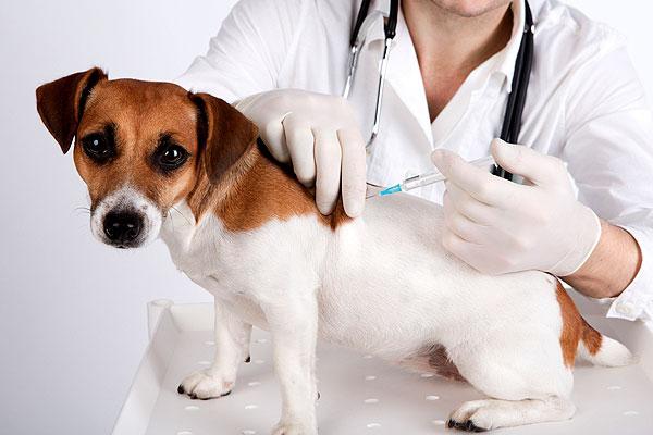 Vaccinationer til hunde