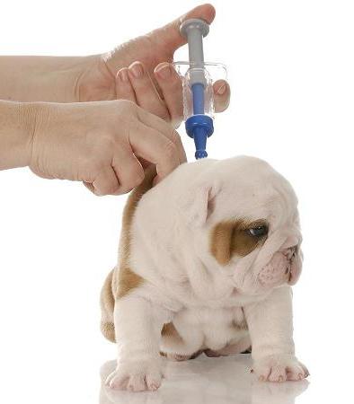 Behovet for vaccination til hunde