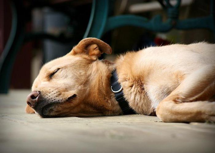 Flere grunde til, at hunde ligger rundt i rotte ting