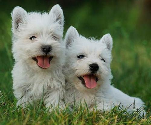 Charmerende West Highland White Terrier - en modig og fleksibel jæger