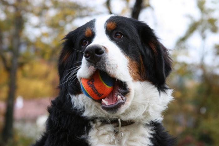 Bernerhyrde: En beskrivelse af racen. Shepherd Training