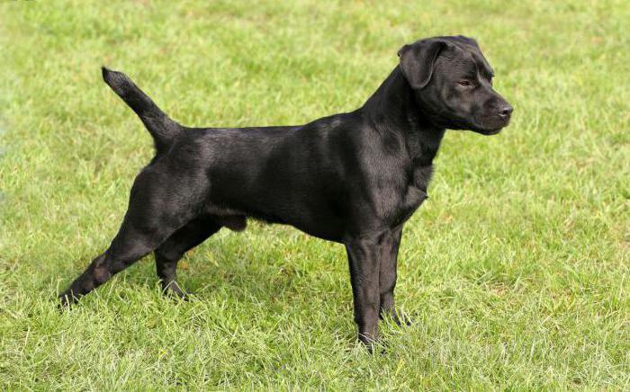 Patterdale Terrier