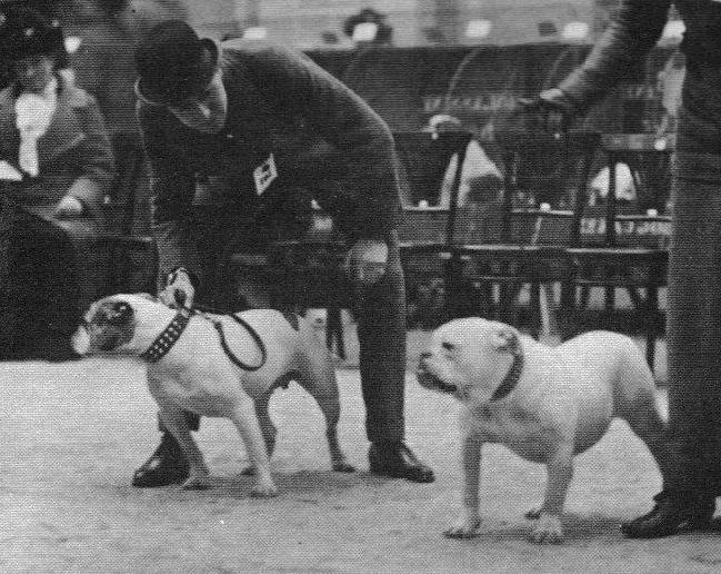 amerikansk bulldog race beskrivelse