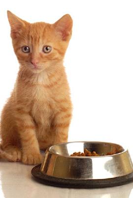 At vælge den rigtige mad til en kat er garantien for et kæledyrs helbred.