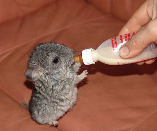 chinchilla hjemme anmeldelser