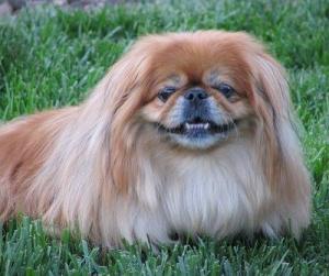 hund pekingese