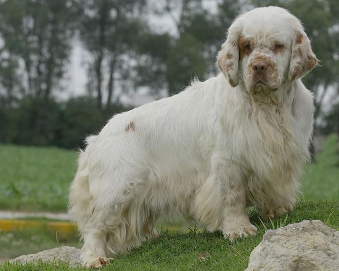 clumber spaniel cattery