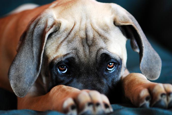 Hunden har vandige øjne. Hundesyg pleje