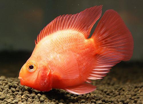 papegøje cichlid