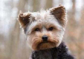 Lær om, hvor mange Yorkshire Terriers bor