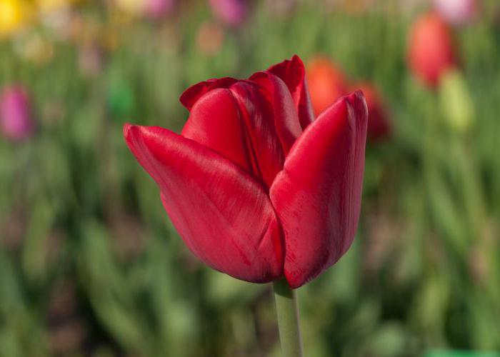 Gudet om tulipan: udviklingen af ​​børn