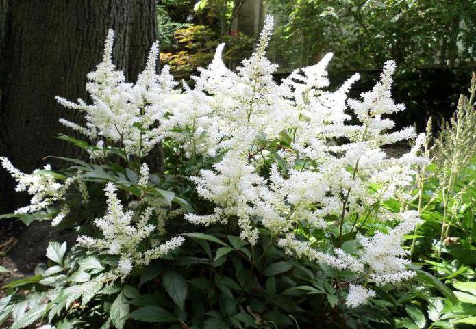 transplantation af en astilbe i efteråret til et andet sted 