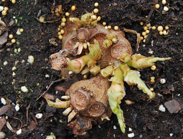 Begonia tuberpleje 