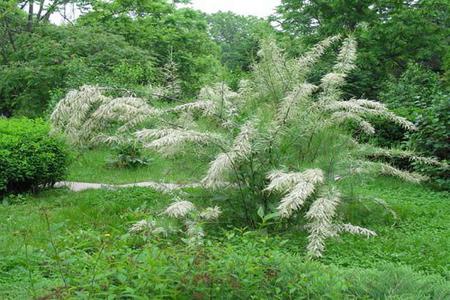 Beaded Shrub Tamarix: Plantning og pleje