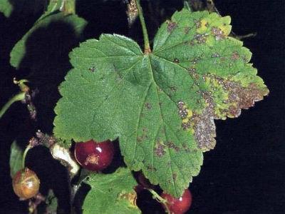 Sygdomme og skadedyr af sort currant. Foranstaltninger til bekæmpelse af dem