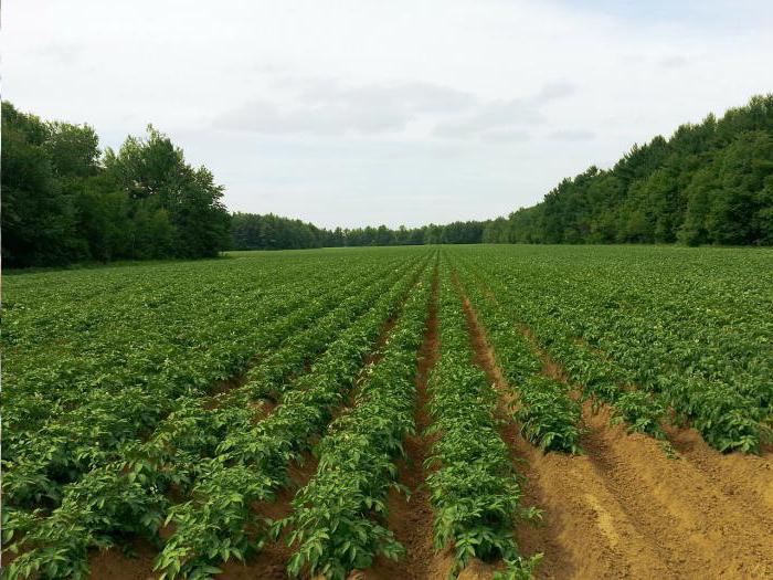 end at forarbejde kartoffelknolde før plantningen