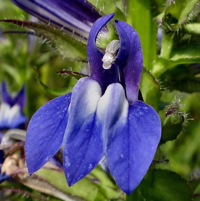 Sommerblomster: det rigtige valg