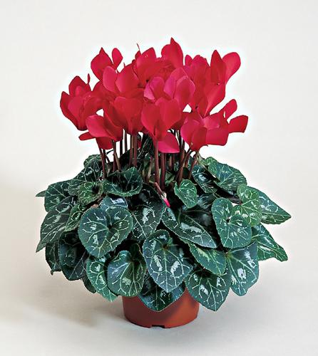 Cyclamen blomst - en original gave til nytårsferie