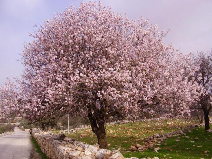 Blomstrende mandler når blomster