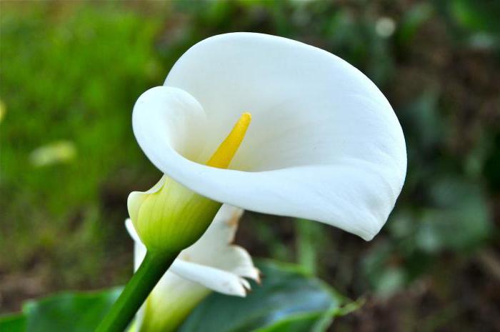 ornamental blomstrende planter 