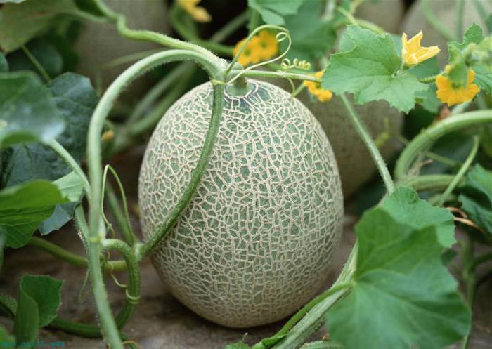 Melon cantaloupe: dyrkning, beskrivelse, foto