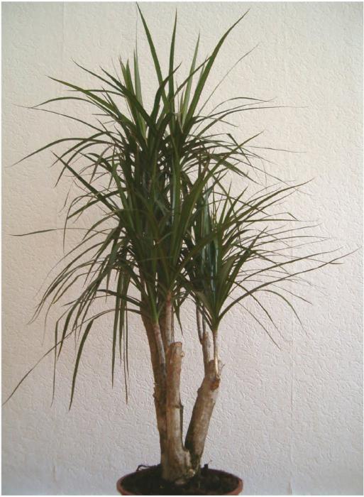 dracena sygdom