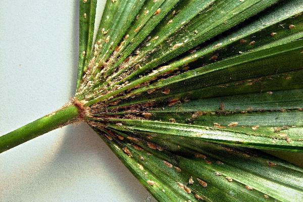 dracaena plante