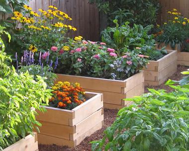 Hvor kan man plante blomster? Uhøjtidelige blomster til sommerhus