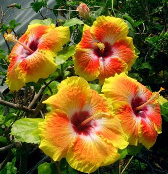 Hibiscus treelike garden: beskrivelse af planten, pleje, reproduktion