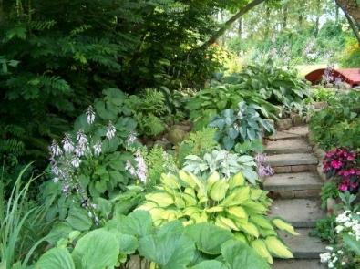 Hosta - blomst for de næste tyve år