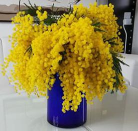 Hvor længe at holde mimosaen - en dejlig gul blomst