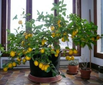 Hvordan plantes en citron i hjemmet korrekt?