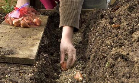 Sådan plantes en tulipan korrekt: anbefalinger