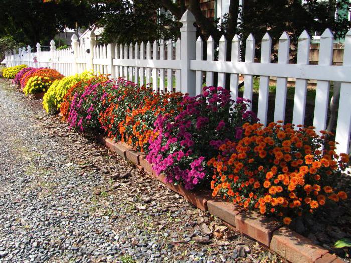 Hvordan dyrker krysantemumerne fra en blomsterbuk? beskrivelse