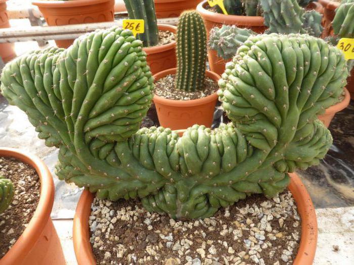 Cactus Cereus Peruvian: pleje, foto